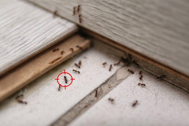 Best Wildlife Control Services  in Tillson, NY