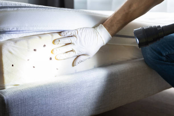 Best Flea Control Services  in Tillson, NY