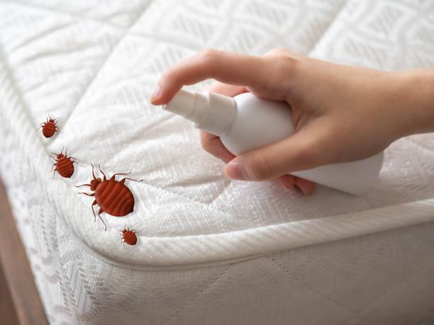 Best Pest Control Near Me in Tillson, NY